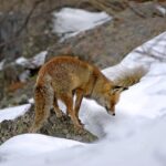 red fox, mammal, predator