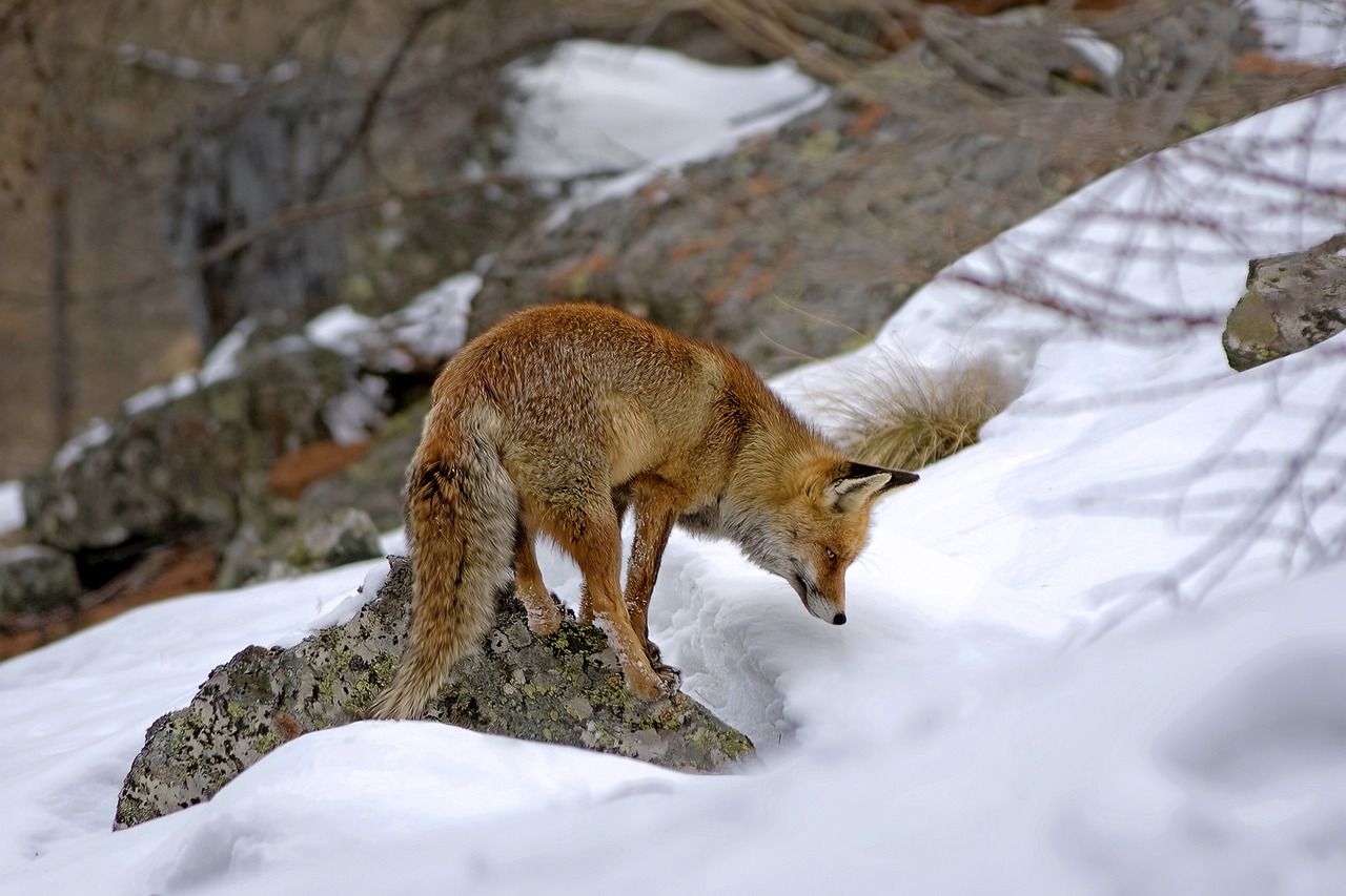 red fox, mammal, predator